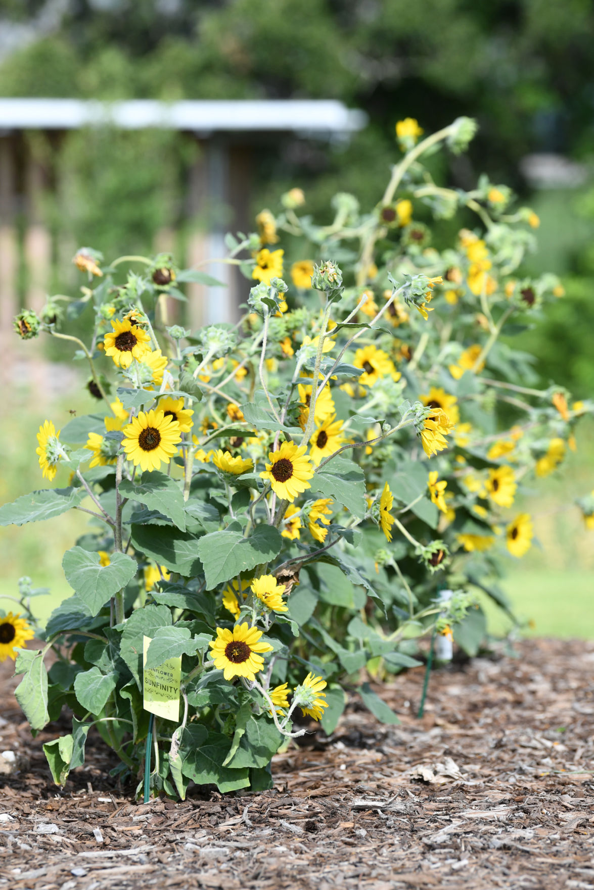 Leach Teaching Gardens